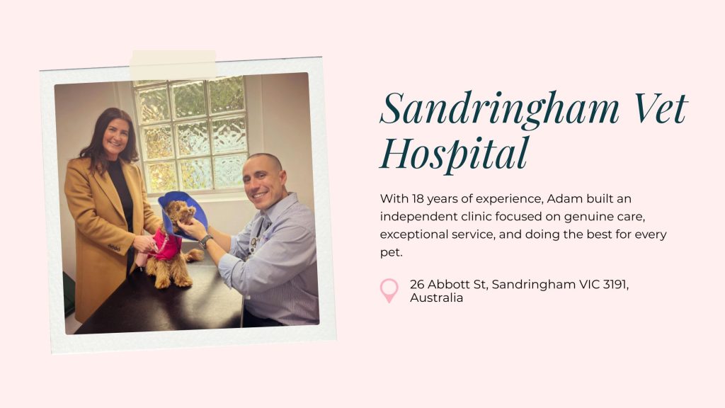 Businesses of Bayside: Sandringham Vet Hospital